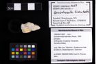 Foto (Objekt + Etiketten) von Goniodromites bidentatus (Reuss, 1859) 